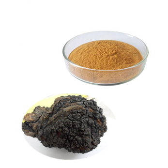 Chaga   Extract Supplier – Contact The Best Supplier For Extracts